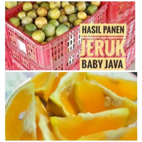 JERUK BABY JAVA