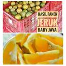 JERUK BABY JAVA